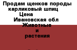    Продам щенков породы карликовый шпиц.  › Цена ­ 18 000 - Ивановская обл. Животные и растения » Собаки   . Ивановская обл.